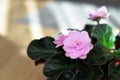 Close up of African violet flower Royalty Free Stock Photo