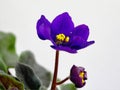 Close up of a african violet purple flower Saintpaulia with green leaves on a white Royalty Free Stock Photo