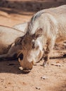 Close up African warthogs profile portrait Royalty Free Stock Photo