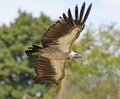 Close up of an African White-Backed Vulture