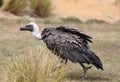 Close up of an African White backed Vulture