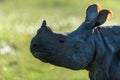 Close-up against light portrait of a greater one-horned rhino showing the details of the face and orange colour of the ear tufts Royalty Free Stock Photo