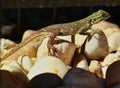 Close up Agama Lizard basking in the sun 
on rocks in coastal Florida. Royalty Free Stock Photo