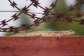 Close up of agama lizard on m etal gate with barbed wire