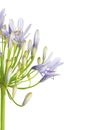 Close up of Agapanthus flower `Lily of the Nile`, also called African Blue Lily flower, in purple-blue shade isolated on white bac