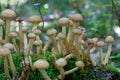 Close-up agaric honey fungus Royalty Free Stock Photo