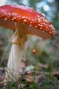 Close-up of an agaric with a white spotted red cap and a lady bug.