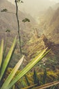 Close up of agava plants and rocky mountains in background in Xo-xo valley in Santo Antao island, Cape Verde Royalty Free Stock Photo