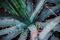 Close up on agavaceae leaf and plant Royalty Free Stock Photo