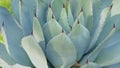 Close up of agave cactus with tilt up