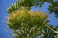 Close up of agave flowers in bloom