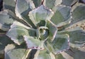 Close-up of Agave, a green succulent plant with a short stem and rosettes forms.