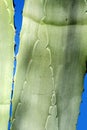 Close up of Agave leaves