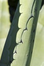 Close up of Agave leaves