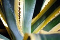 A close-up of the agave leaves with spiny margins Royalty Free Stock Photo