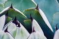 Close up of Agave Palmeri Plant, California