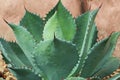 Close Up of an Agave Parryi Succulent Royalty Free Stock Photo