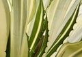 Close up agave striped leaves sharp edges