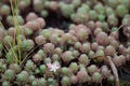 Close up of agave succulent plants