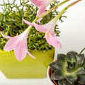 Close up of agave succulent plants and Zephyranthes Grandiflora, selective focus