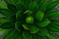 Close-up of Agave univittata plant dark green leaves. Abstract natural green leaf wallpaper pattern texture background. Royalty Free Stock Photo