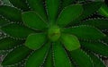 Close-up of Agave univittata plants dark green leaves. Abstract natural green leaf wallpaper pattern texture background. Royalty Free Stock Photo