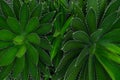 Close-up of Agave univittata plants dark green leaves. Abstract natural green leaf wallpaper pattern texture background. Royalty Free Stock Photo