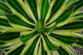 Close-up of Agave univittata quadricolor plant green leaves. Abstract natural green leaf wallpaper pattern texture background. Royalty Free Stock Photo