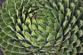 Close up of Agave Victoria Reginae cactus plant