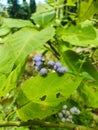 a close up of ageratum houstonianum plant Royalty Free Stock Photo