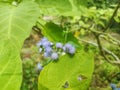 a close up of ageratum houstonianum plant Royalty Free Stock Photo