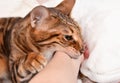 Close-up of aggressive bengal cat biting woman's arm