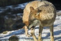 Close up on Aggressive wolf stuffed, winter