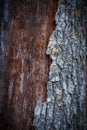 Close-up of an aging, gnarled tree trunk with deep crevices and a lack of bark Royalty Free Stock Photo