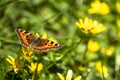 Close-up of Aglais urticate, small totoiseshell,sitting on buttercup Royalty Free Stock Photo