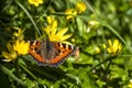 Close-up of Aglais urticate, small totoiseshell,sitting on buttercup Royalty Free Stock Photo