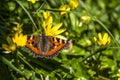 Close-up of Aglais urticate, small totoiseshell,sitting on buttercup Royalty Free Stock Photo