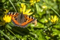 Close-up of Aglais urticate, small totoiseshell,sitting on buttercup Royalty Free Stock Photo