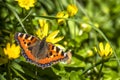 Close-up of Aglais urticate, small totoiseshell,sitting on buttercup Royalty Free Stock Photo