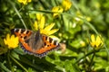 Close-up of Aglais urticate, small totoiseshell,sitting on buttercup Royalty Free Stock Photo