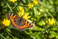 Close-up of Aglais urticate, small totoiseshell,sitting on buttercup Royalty Free Stock Photo