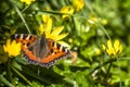 Close-up of Aglais urticate, small totoiseshell,sitting on buttercup Royalty Free Stock Photo