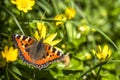Close-up of Aglais urticate, small totoiseshell,sitting on buttercup Royalty Free Stock Photo