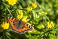 Close-up of Aglais urticate, small totoiseshell,sitting on buttercup Royalty Free Stock Photo