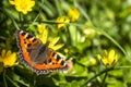 Close-up of Aglais urticate, small totoiseshell,sitting on buttercup Royalty Free Stock Photo