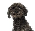 Close-up of an agressive Poodle showing teeth Royalty Free Stock Photo