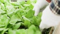 Close up of agricultor in greenhouse with organic green salad