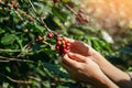 close up agriculture hand picking up raw coffee bean on tree in farm