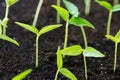 Close up agriculture young plant