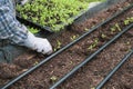 Agriculturist hand is planting Chinese cabbage sprouts on nursery plot in organic farm Royalty Free Stock Photo